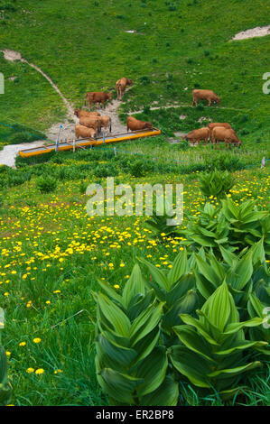 Troupeau de vaches tarine au point d'eau dans la montagne du Semnoz, près d'Annecy, Savoie, France Banque D'Images