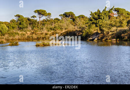 Les plantes vertes, les mauvaises herbes, les algues sombres flottant, de mousse et d'une cigogne blanche sur le fond boueux de l'eau brunâtre de la Pialassa Baiona près de lagune saumâtre della Marina Romea le long de la mer Adriatique dans la région de Ravenna (Italie) Banque D'Images