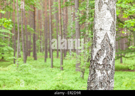 La nature, dans une forêt de bouleau, faible profondeur de champ. Banque D'Images
