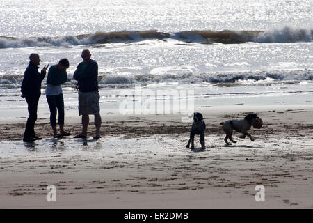 Silhouette Dog Walkers contre soleil sur l'eau Compton Bay Ile de Wight Angleterre UK People socializing socializing on a sunny beach alors que leurs chiens courir après la balle lancée pour jouer fetch excité Banque D'Images