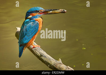 Kingfisher commun tenant un poisson dans son bec, assis sur un perchoir au-dessus de l'eau. Banque D'Images