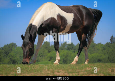 Photographie d'un point de vue bas Pinto Horse contre ciel bleu clair. Banque D'Images