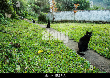 Groupe de chats domestiques sur une voie. Banque D'Images