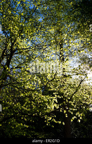 De nouvelles feuilles sur un Beech tree brillants dans la lumière du soleil de printemps. Banque D'Images