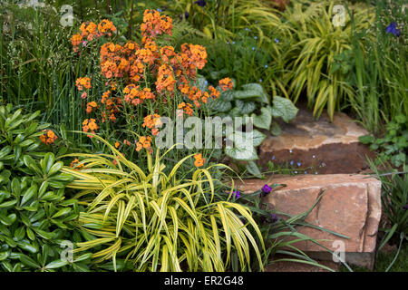 L'Erysimum 'Apricot Twist' croissant dans un article de la vulnérabilité dans Sentebale-Hope au jardin RHS Chelsea Flower Show 2015 Banque D'Images