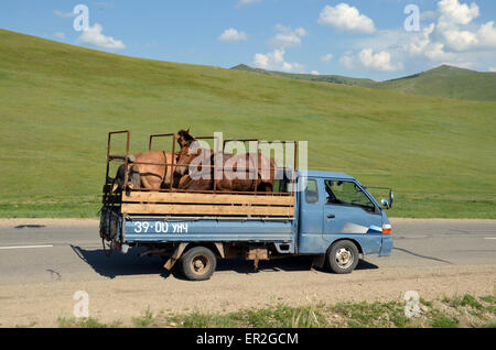 Un camion chargé de chevaux sur la route au nord d'Oulan Bator, Mongolie. Banque D'Images