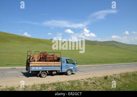 Un camion chargé de chevaux sur la route au nord d'Oulan Bator, Mongolie. Banque D'Images