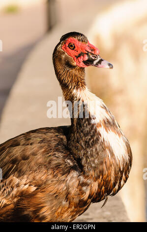 La moscovie Canard (Cairina moschata) sur l'île Méditerranéenne de Majorque, Espagne. Banque D'Images