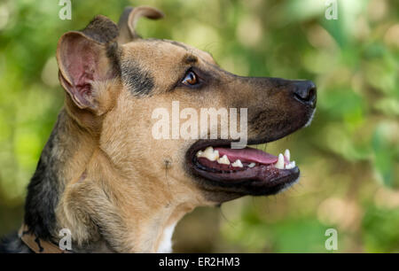 German Shepard profil extérieur libre avec flou fond vert. Banque D'Images