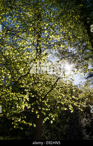 De nouvelles feuilles sur un Beech tree brillants dans la lumière du soleil de printemps. Banque D'Images