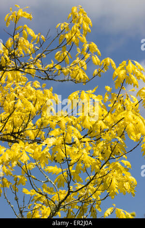 Feuillage doré de la forme choisie du red oak, Quercus rubra 'Aurea' Banque D'Images