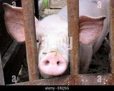 Stall Ferkel Kopf Blick Holzzaun Saeugetier Saeugetiere Niveau Tiere Schwein Schweine Hausschwein Hausschweine Nutztier Nutzt Jung Banque D'Images