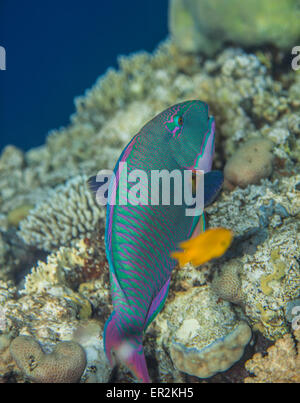 Cetoscarus bicolor bicolor perroquet - Banque D'Images