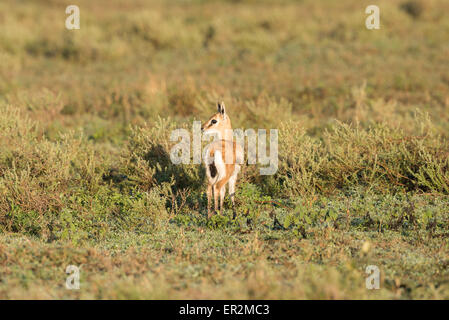 La gazelle de Thomson Bébé Banque D'Images