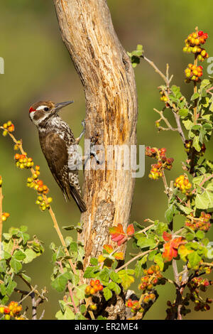 Arizona Woodpecker Picoides arizonae Madera Canyon, dans le comté de Santa Cruz, Arizona, United States 18 mai mâle adulte Pici Banque D'Images