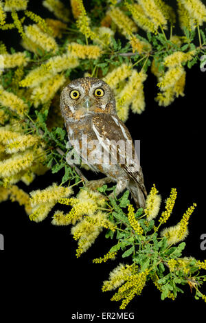 Owl Micrathene whitneyi Elf Tucson, comté de Pima, Arizona, United ...