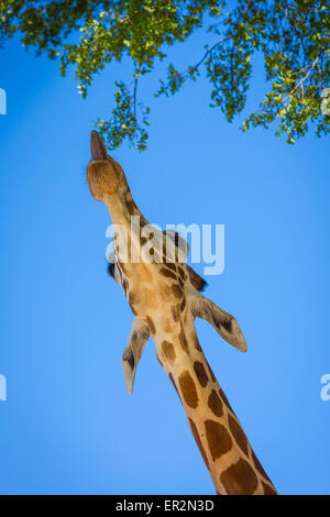 La girafe est un mammifère ongulé à longs doigts même, le plus grand animal terrestre vivant et le plus grand ruminant. Banque D'Images