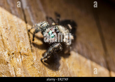 Cavalier 'gras' (araignée sauteuse Phidippus audax) - Virginia USA Banque D'Images