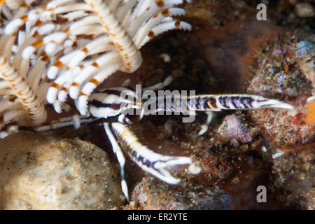 Crinoïde élégant Squat Lobster Dauin Dauin Banque D'Images