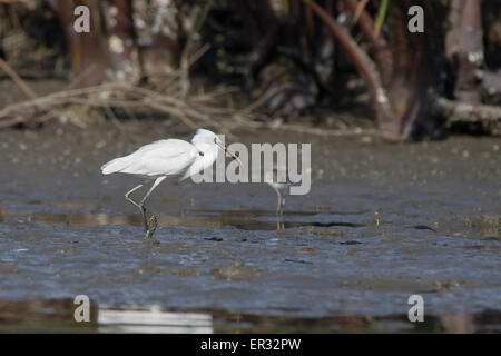 Aigrette garzette (Egretta garzetta) Banque D'Images