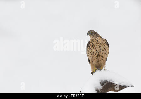 Les juvéniles l'Autour des palombes, Accipiter gentilis, assis sur un tronc d'arbre avec de la neige sur elle Banque D'Images