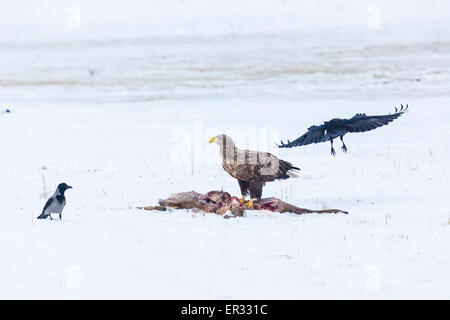 Des profils de pygargues à queue blanche (Haliaeetus albicilla), avec les proies, et un vol grand corbeau, Corvus corax et un Hooded crow Corvus, le maïs Banque D'Images