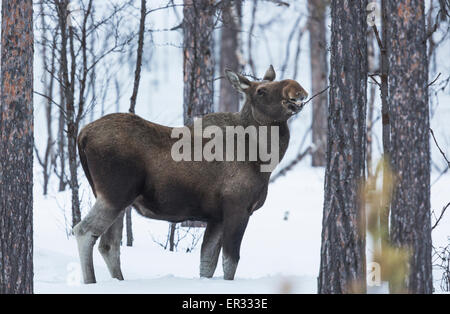 , La femelle Orignal Alces alces manger sur un buisson en hiver, Kiruna, en Laponie suédoise Banque D'Images