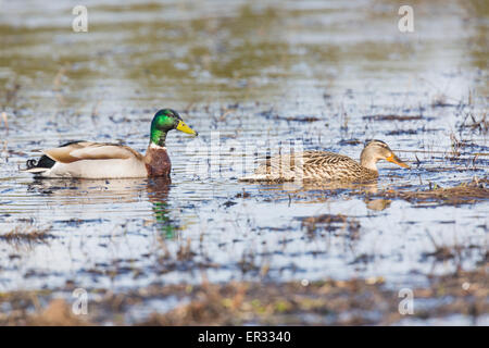 Canard colvert mâle et femelle, Anas platyrhynchos natation Banque D'Images