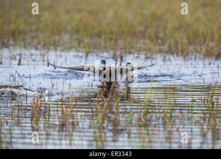 Canard colvert mâle, Anas platyrhynchos, répandant son aile et de l'atterrissage sur l'eau Banque D'Images