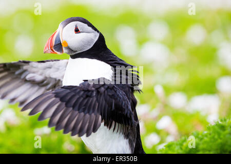 Pembrokeshire, Pays de Galles, Royaume-Uni. 24 mai, 2015. Macareux moine s'étend ses ailes. Les biologistes ont annoncé un nombre record de macareux moines vivant de Skomer. Plus de 21 000 individus ont été dénombrés sur l'île. Les macareux peut être visité sur Skomer de mai à mi-juillet, avec 500 personnes par jour en mesure de visiter la petite île au large de la côte ouest du pays de Galles. Commentaire Photographe : 'J'ai été photographier les macareux sur Skomer pendant des années et ils ne cessent jamais de divertir, défi, et exaspérer. Crédit : Dave Stevenson/Alamy Live News Banque D'Images