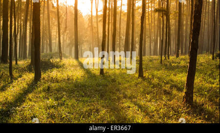 Pollisant sunray pensé brouillard de pines forest Banque D'Images
