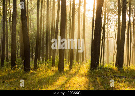 Pollisant sunray pensé brouillard de pines forest Banque D'Images