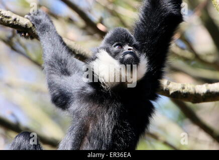 Le Nord de l'Asie du Sud-Est mâle gibbon à joues blanches (Nomascus leucogenys) Banque D'Images