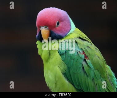 Indien mâle à tête de prune (Psittacula cyanocephala parakeet) Banque D'Images