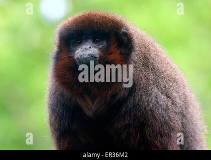 Cuivré d'Amérique du Sud ou Singe Titi couleur cuivre (Callicebus cupreus) Banque D'Images