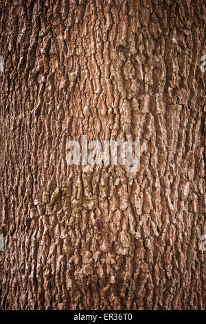 La texture de l'écorce des arbres dans la nature plein cadre Banque D'Images