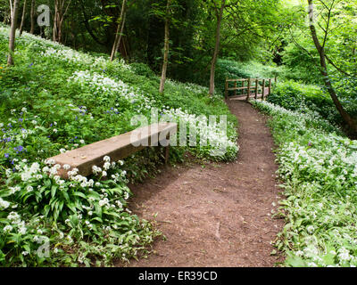 Banc en bois parmi les fleurs d'ail sauvage dans Mackintosh Park au printemps au nord Yorkshire Angleterre Knaresborough Banque D'Images