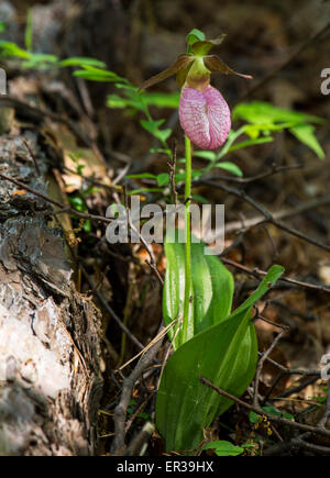 Lady Slipper orchidée fleur à Albany NY Pine Bush Banque D'Images