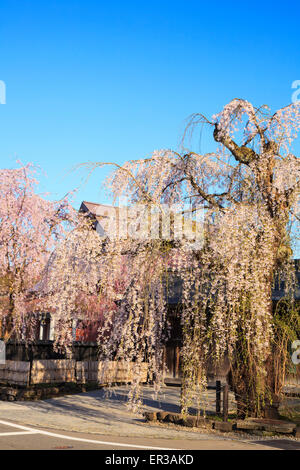 Des pleurs des cerises de Kakunodate, District de samouraï Akita (Japon) Banque D'Images