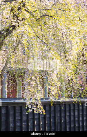 Des pleurs des cerises de Kakunodate, District de samouraï Akita (Japon) Banque D'Images