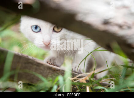 Chat blanc avec des yeux de couleur différente (heterochromia) se cacher derrière une barrière en bois Banque D'Images