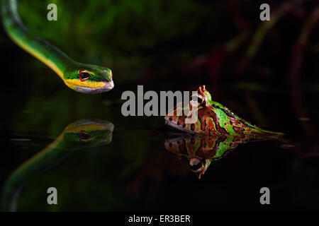 La chasse au serpent un crapaud Banque D'Images