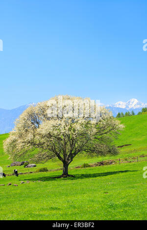 Poirier en fleurs à Yatsugatake ferme, Yamanashi, Japon Banque D'Images