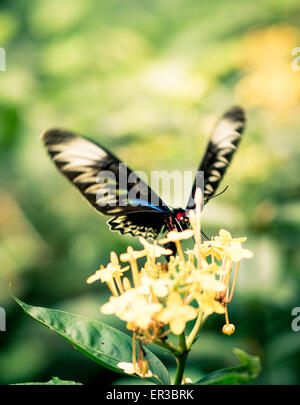 Papillon sur une fleur Banque D'Images