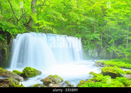 Oirase Stream, Cyoushiootaki, Aomori, Japon Banque D'Images