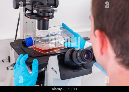 Les cultures de cellules en milieu liquide, biologie et Centre de recherche. Banque D'Images