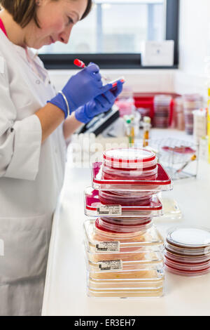 Un technicien des bactéries sur des plaques de gélose de pétri pour l'analyse bactérienne, biologie et Centre de recherche de l'hôpital de Limoges, France. Banque D'Images