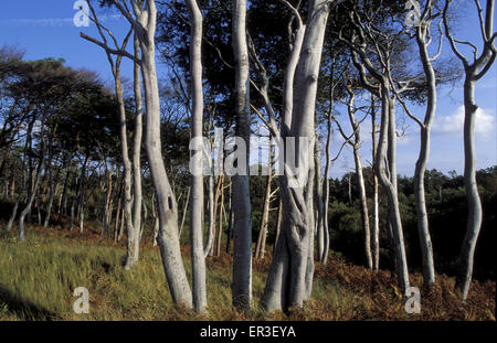 DEU, Germany, Nationalpark Vorpommersche Boddenlandschaft, la presqu'île de Darss sur la mer Baltique, Banque D'Images