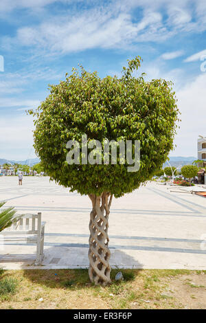 Un "Panier" ou "arbre arbre Cirque' créé par greffage d'arbres différents afin qu'ils bond et de grandir ensemble. Fethiye, Turquie. Banque D'Images