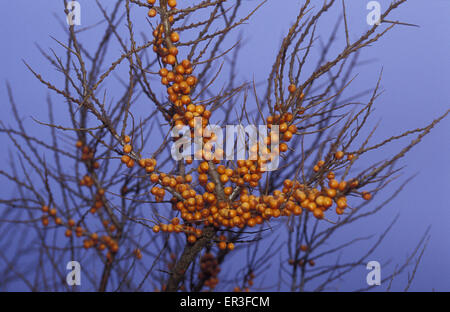 DEU, Allemagne, Mecklembourg-Poméranie-Occidentale, l'argousier (lat. Hippophae rhamnoides) à la plage de la mer Baltique à Ahrenshoop Banque D'Images